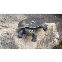Setting Up a Terrarium for Australian Reptiles