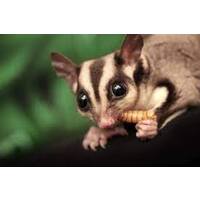 Feeding Australian wildlife with mealworms