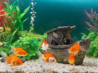 Secret Benefits of Live Aquarium Plants
