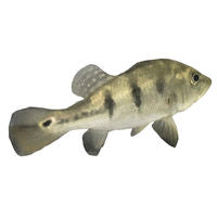 7 Reasons that the Colour of my Aquarium Fish look different to the Photos
