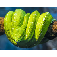 What’s the right size Reptile Feeder for my Snake?