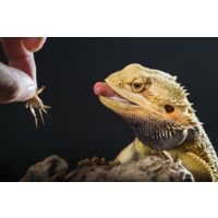 My Bearded Dragon Eats Better Than Me - Paleo Diet