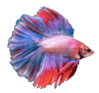Tail Types of Betta Fighting Fish