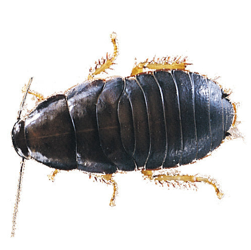 Live Medium Woodies | 18mm | Live Feeder Wood Roaches