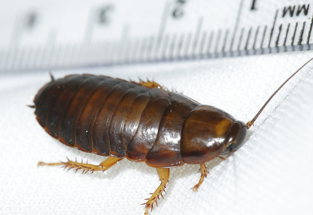 Live Medium Woodies | 18mm | Live Feeder Wood Roaches