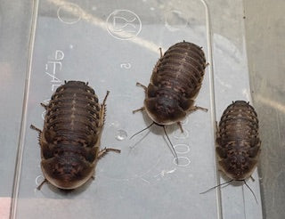 Dubia Roaches - M