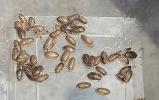 Dubia Roaches - XS