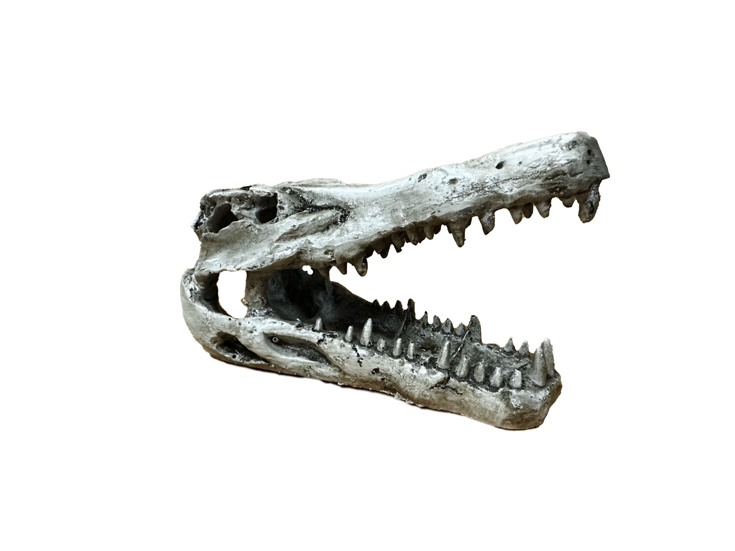 Small Crocodile Skull | NS-60