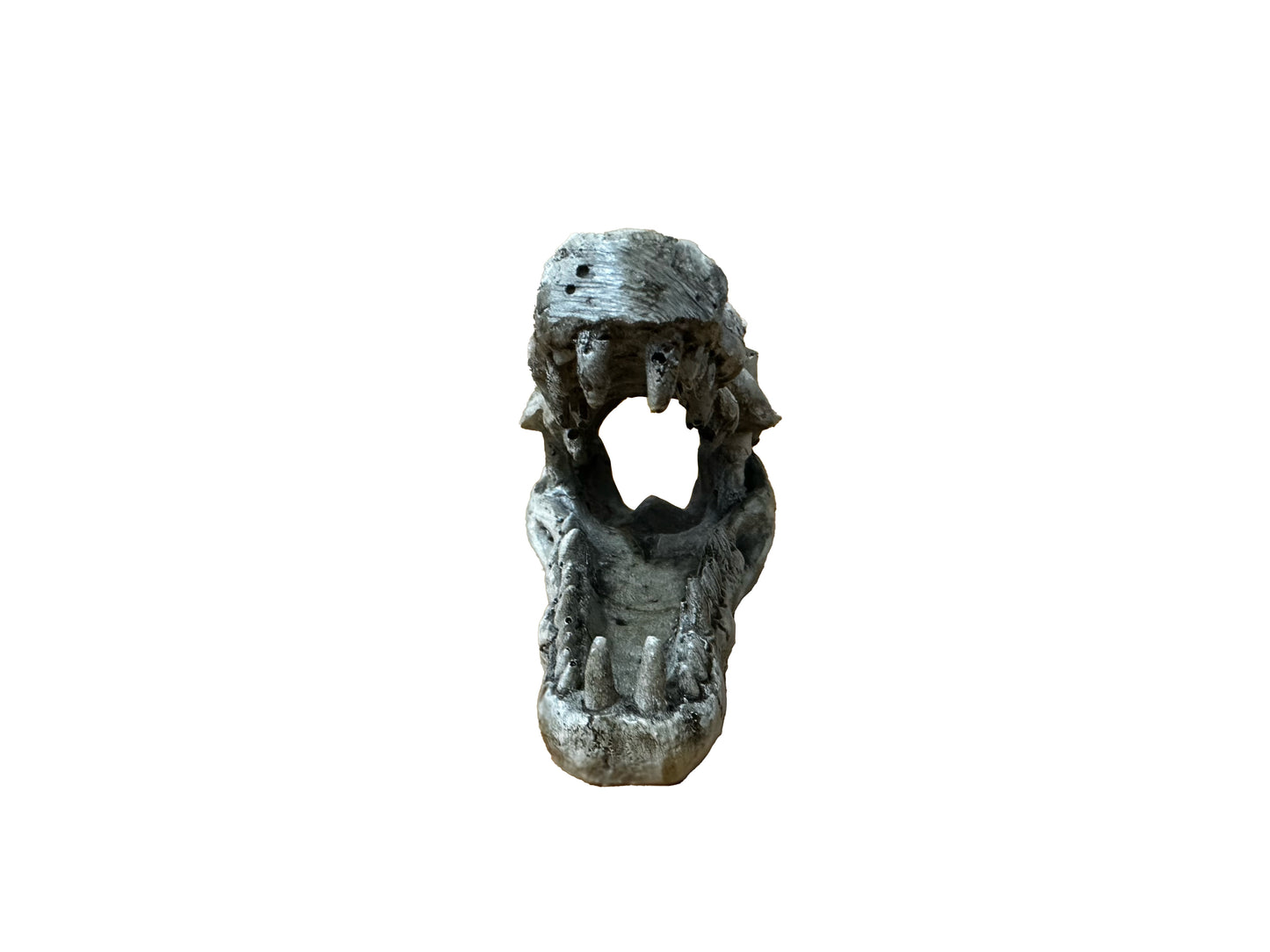 Small Crocodile Skull | NS-60