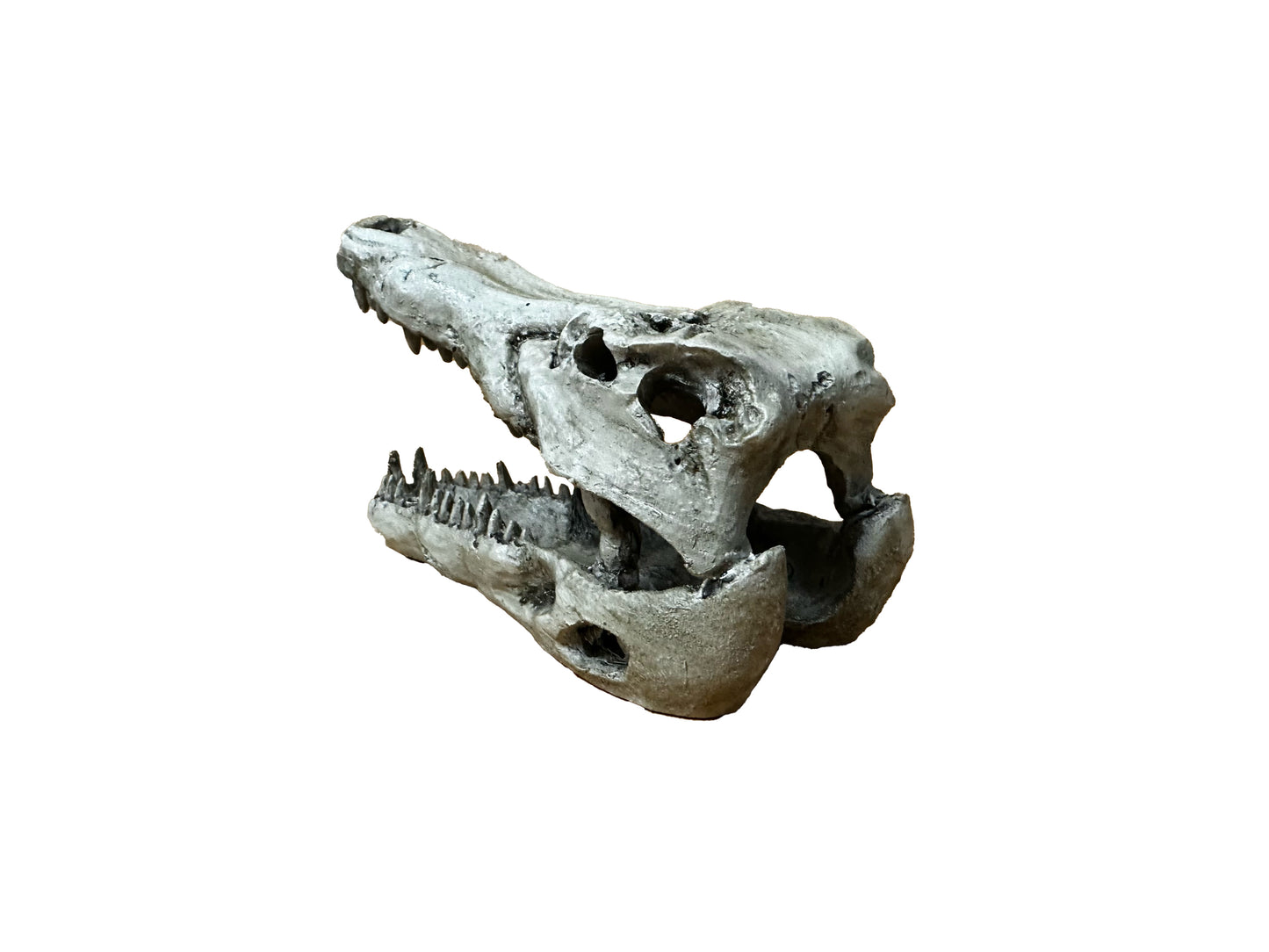 Small Crocodile Skull | NS-60