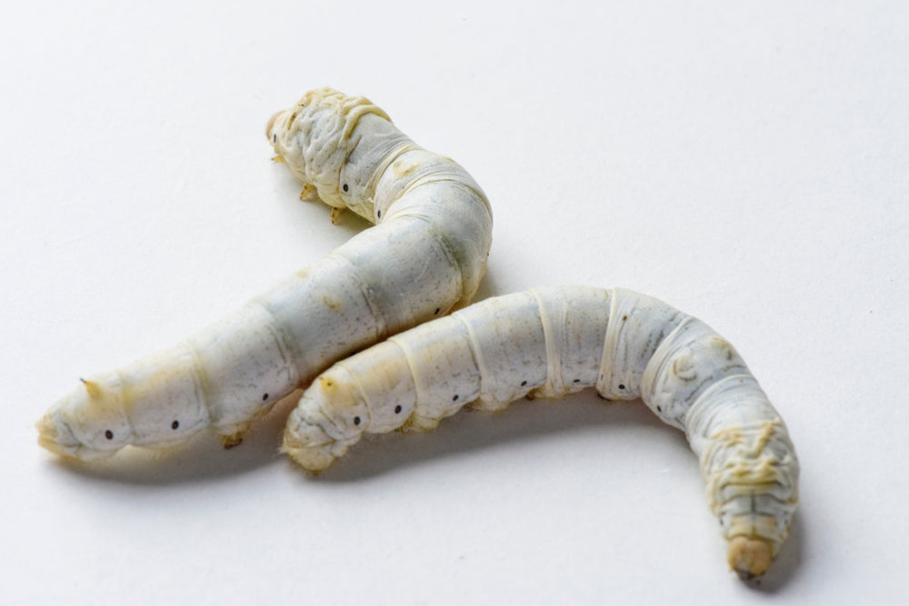 Live Silkworms