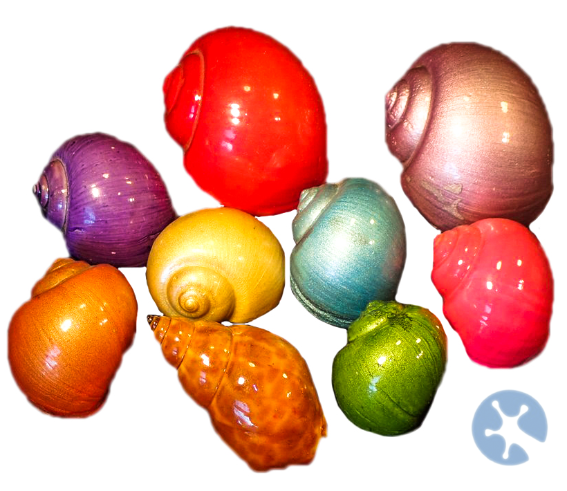 Spare Shell | Painted Hermit Crab Shell | Live Hermie Crabs | Coenobita variabilis
