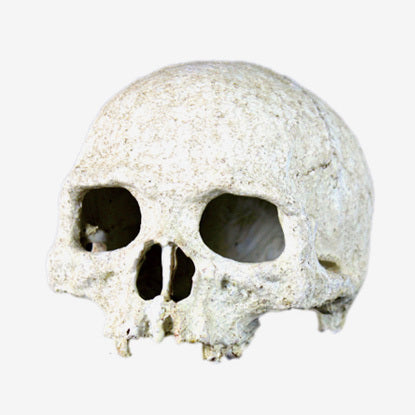 Skull Vivarium Decoration