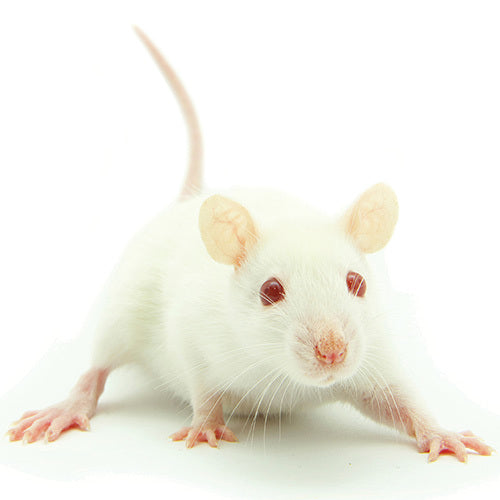 Frozen Adult Mice | Best Online Frozen Reptile Food Supplier |Frozen ...