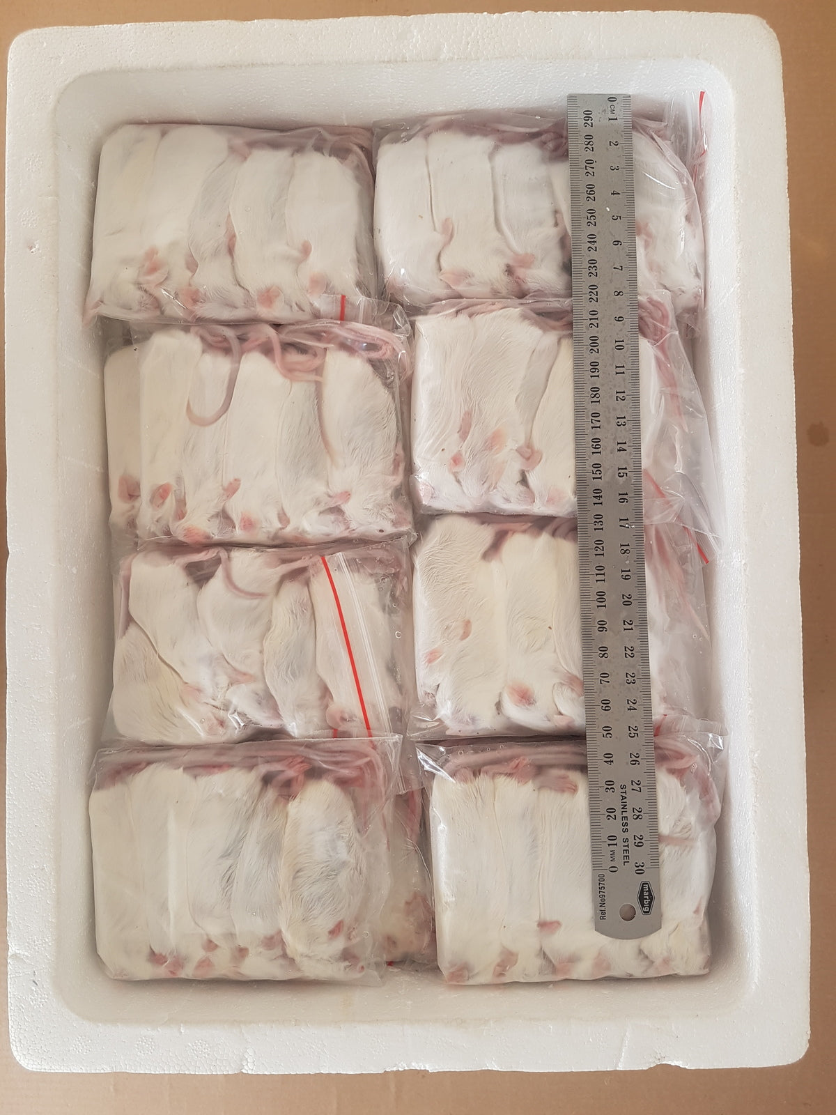 Frozen Adult Mice | Bulk Frozen Mice | Snake Food | Frozen Snake Feeders | Carpet Python Food | Frozen Rodents