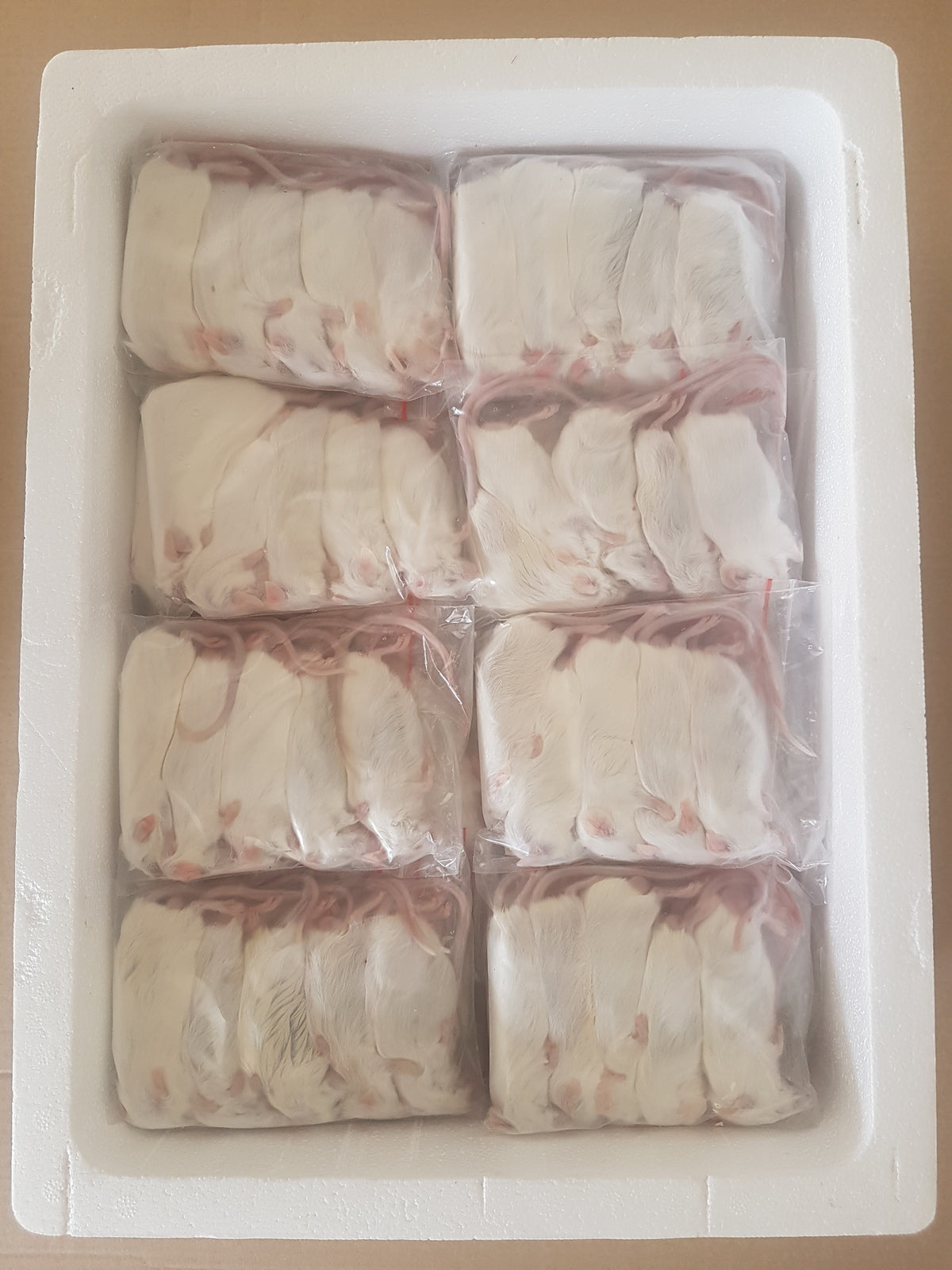 Frozen Adult Mice | Bulk Frozen Mice | Snake Food | Frozen Snake Feeders | Carpet Python Food | Frozen Rodents