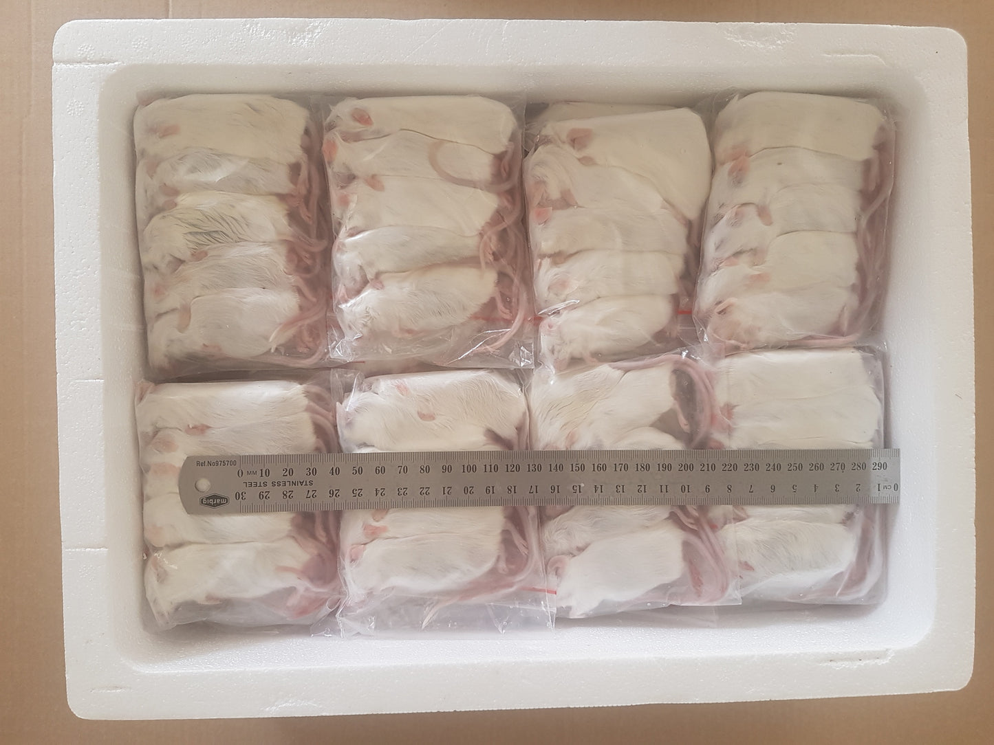 Frozen Adult Mice | Bulk Frozen Mice | Snake Food | Frozen Snake Feeders | Carpet Python Food | Frozen Rodents