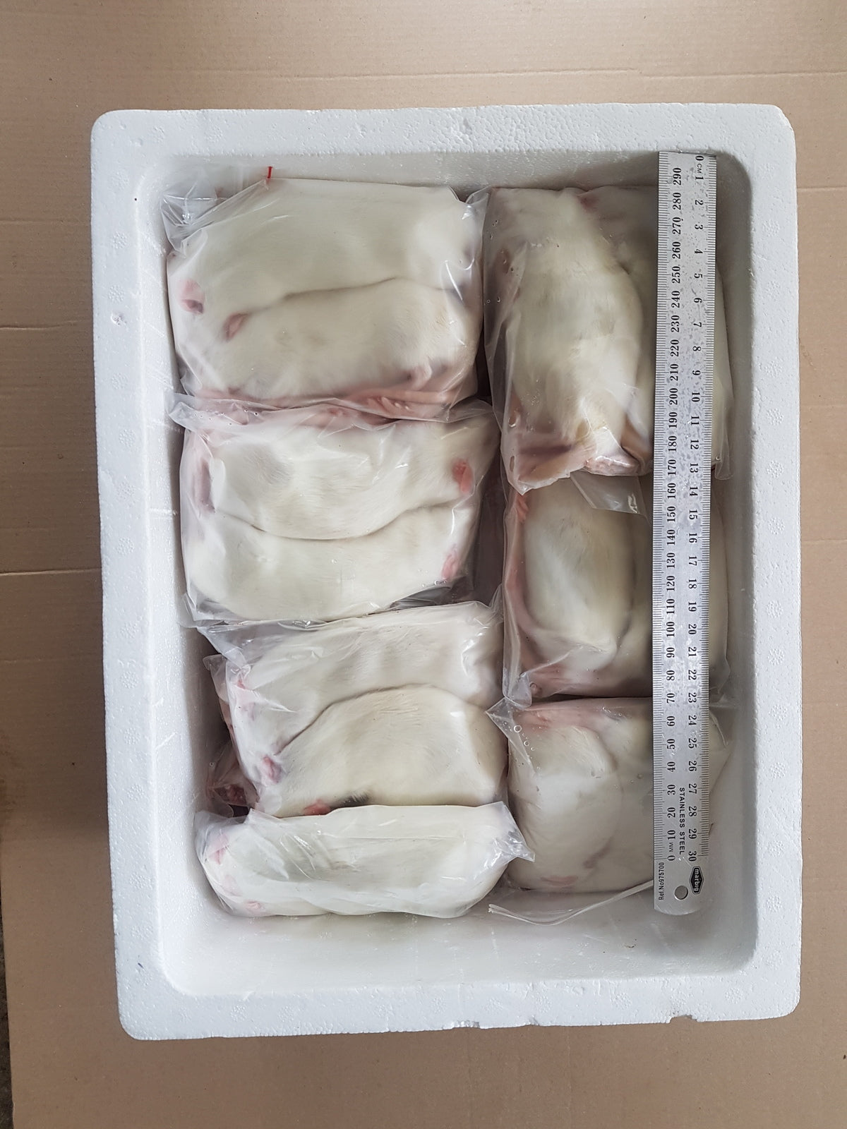 Frozen Large Rats| Snake Food | Frozen Snake Feeders | Carpet Python Food | Frozen Rodents