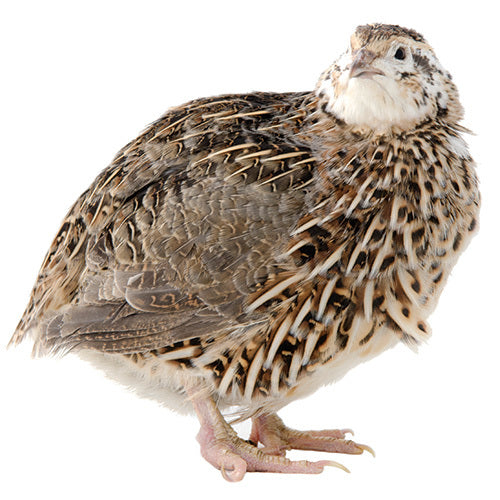 Frozen Quail Best Online Frozen Reptile Food Supplier Frozen