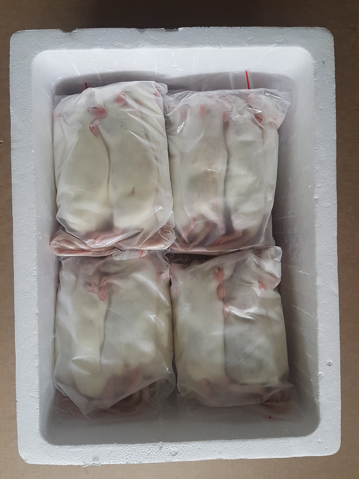 Frozen Medium Rats| Snake Food | Frozen Snake Feeders | Carpet Python Food | Frozen Rodents