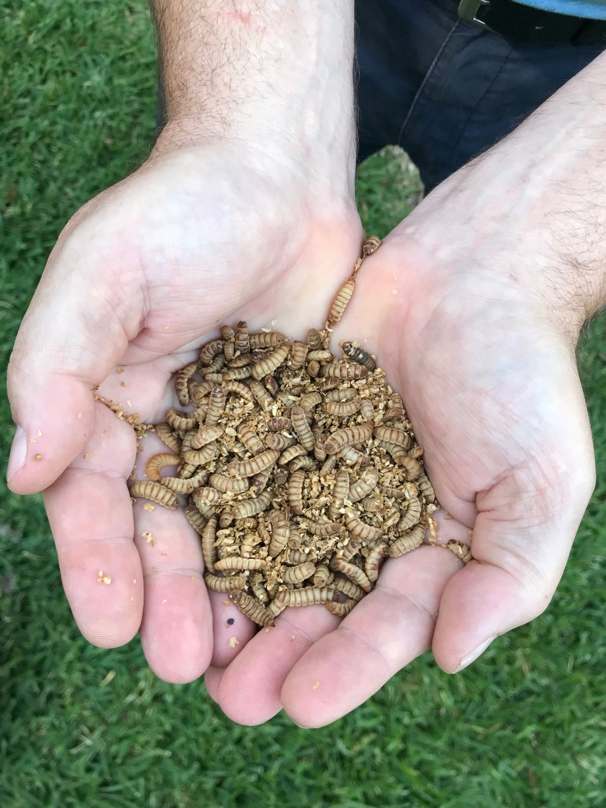 Black Soldier Fly Larvae | White Stage Larvae | BSFL | Calciworms | Phoenix worms | Online Black Soldier Fly Larvae Australia