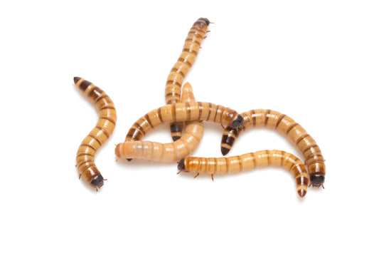 Tropical Giant Mealworms | USA Superworms | Tropical Mealworms | Giant Mealworms | Do Not Refrigerate