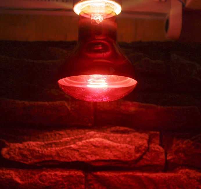 Pet Reptile Infrared Heating Lamp | Reptile heating light globe