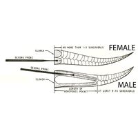 Sexing Snakes Using Probes