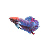 Common Betta Ailments and Remedies