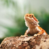 Bearded Dragon Mannerisms