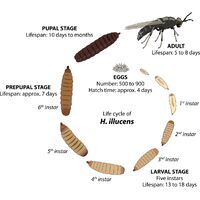 Life Stages of Black Soldier Fly Larvae