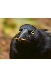 Safely feeding wild birds in Australia… 