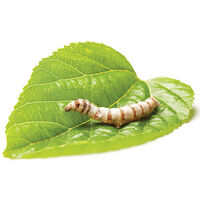 Do PetWave live insects have any hormones or growth inhibitors added? The answer is very "natural"