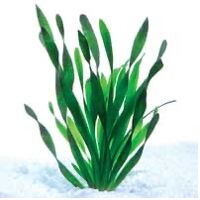 10 Aquarium Plants That Don't Require Carbon Dioxide (CO2)