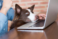 Smart People Shop For Their Pets Online