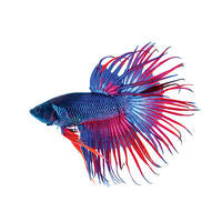 4 Simple             Magic Tricks        for your Betta Fish