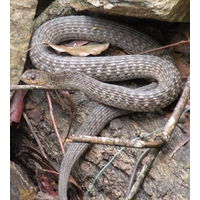 Australian Snake Encounter Secrets