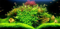 How To Set Up a Planted Aquarium