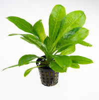 9 Best Online Aquarium Plants in Australia