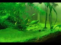 How To Remove Aquarium Algae In Fish Tanks