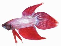 Betta Siamese Fighting Fish Pattern Types