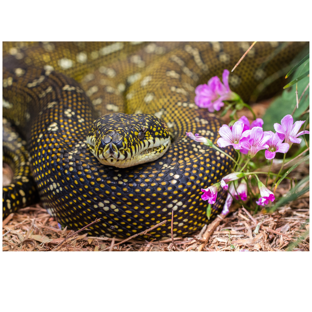 Snake names: The Ultimate Guide to Naming Your Pet Snake – PetWave Sydney