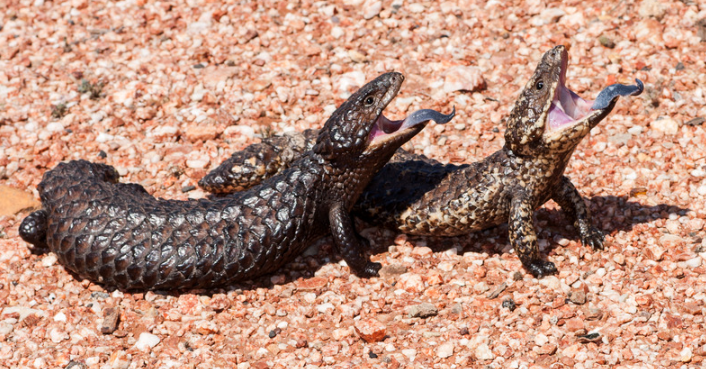 The Ultimate Guide to Shingle Back Lizards: The Chunky Charmers of the Reptile World