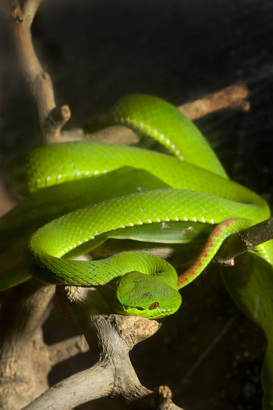 Why Is My Snake Not Eating? Understanding the Causes and Solutions