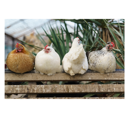 The Benefits of Feeding Mealworms to Chickens: A Nutritious Boost for Your Flock