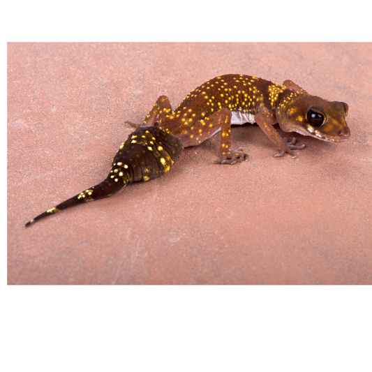 Why do Geckos lick you?