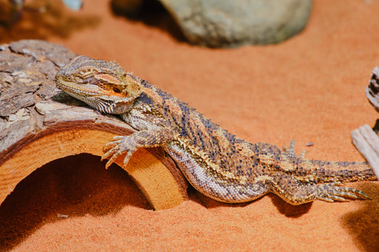 Embracing the Awakening: What to Do When Your Reptile Comes Out of Brumation