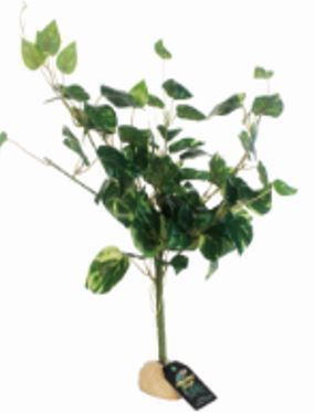 Assorted Terrarium/Vivarium Plants