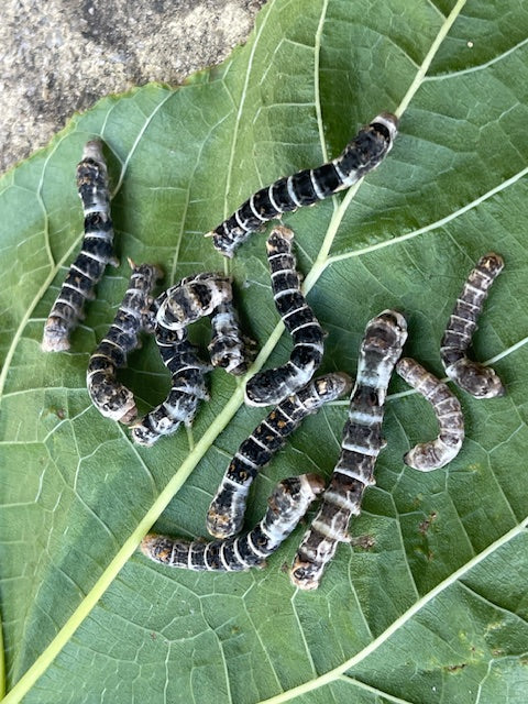 Live Silkworms