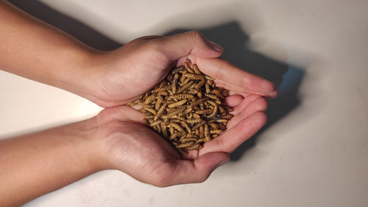 Dried Black Soldier Fly Larvae